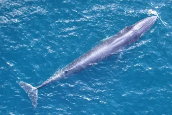 Rice’s whale (Balaenoptera ricei)