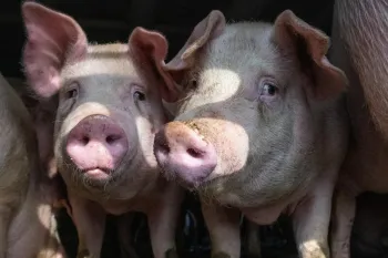 Several pigs standing closely together inside an enclosure