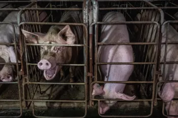 Four pigs confined in metal cages called gestation crates.