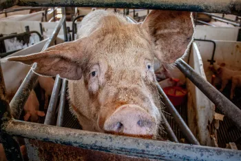 A sow stands in a narrow farrowing crate at an industrial pig farm. Her piglets walk around the tiny enclosure in the background.