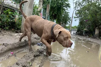 Response to Veracruz State after impacted by a severe flood