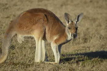Kangaroo standing in a field