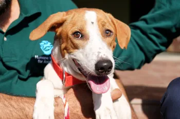  Dog held by a person