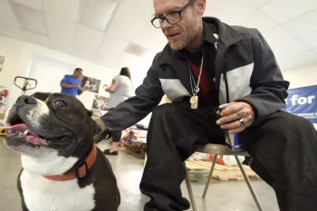 A man is sitting on a chair petting a black and white dog.