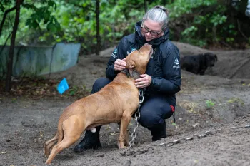 Person in a black rain jacket kneels in a muddy, wooded area with a large brown dog on a heavy chain.
