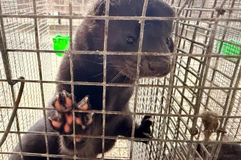 Mink fur farm in Dandong China November 2025
