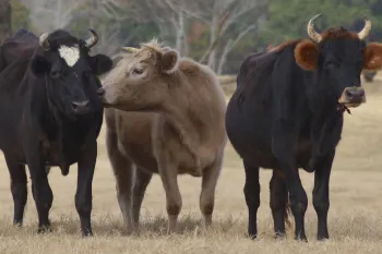 Cow kisses by S. Smith