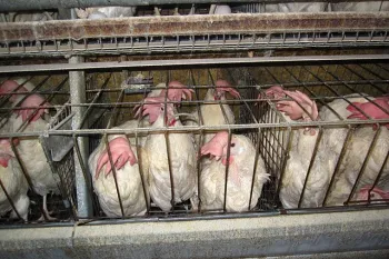 Hens confined to a battery cage in Iowa