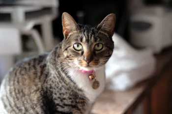 A tabby cat with a pink collar inside of a house