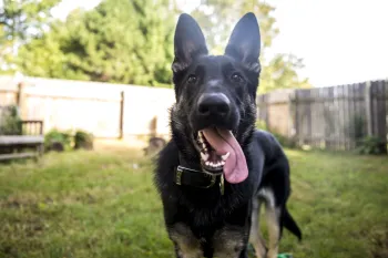 The image features a happy, black and tan German Shepherd standing in a fenced backyard.