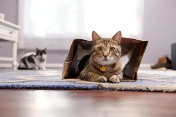 Cat sitting inside a paper bag looking towatd the camera.