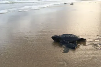 Olive Ridley sea turtle hatchling making its way to the ocean