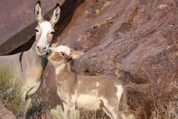 Two donkeys, an adult and a young one, nestled among large rocks in a desert landscape.