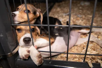 Dogs from 4K Beagles at Care and Rehab Center