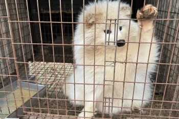 A dog, standing behind a wire cage