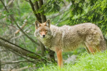 A coyote standing in the grass with a wooded area in the background. 
