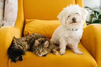 Small white dog and a tabby cat lounging on a chair together