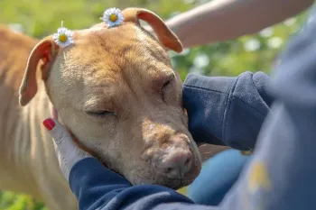 Dog rescued from dogfighting