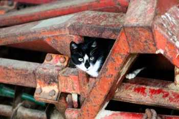 Cat sterilized in Germany