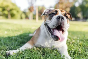 A dog laying in grass