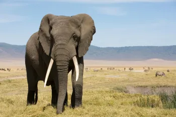 An elephant in a large field