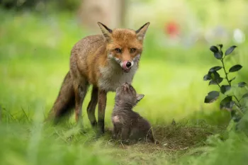 A very young fox cub looking up at its mother