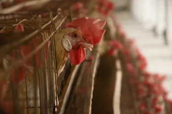 Batter caged chicken