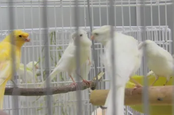 birds