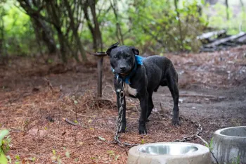Black dog on heavy chain