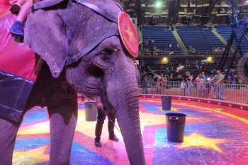 Carden circus elephants giving rides