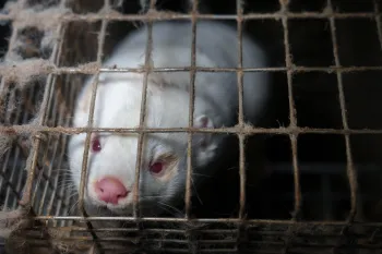 Holt i Floa mink fur farm Iceland 18 November 2025