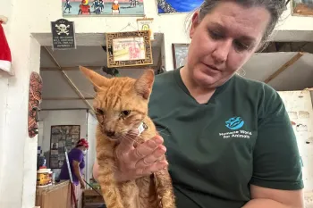 A person in a dark green “Humane World for Animals” shirt is holding a small orange tabby cat.