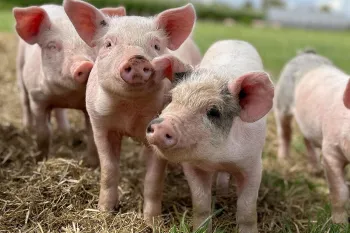 Piglets in a field in the UK
