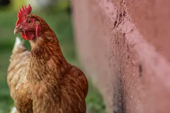 Rescued chicken resident at Farm Sanctuary. Watkins Glen, New York, USA, 2012. Jo-Anne McArthur / We Animals Media