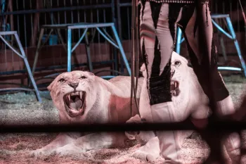 A lioness performing at a circus.