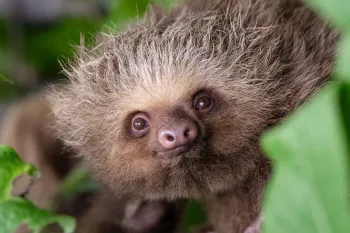 A sweet close up of a sloth in the trees at a rehab center. 