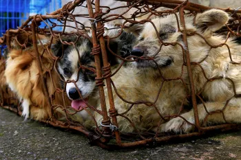 Dogs crammed into cage