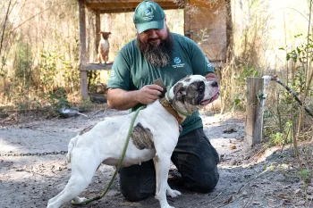 An animal rescue worker kneels beside a white-and-brown dog on a leash in an outdoor kennel area.