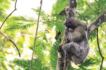 A sloth clings to a tree trunk high in a green forest canopy.