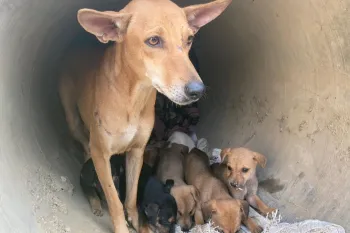 Adult dog with several puppies in a concrete structure.