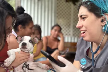 A Humane World for Animals vet examines a little dog at a clinic. 