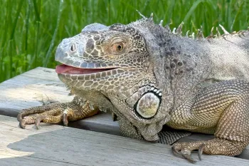 An iguana sits outside in the sun.