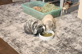 Two pet rabbits sitting on a rug eating food together from a bowl