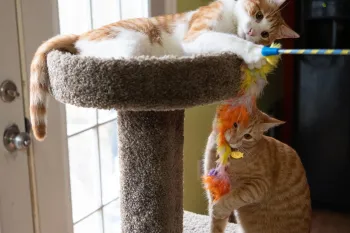 Kimberlee Dinn's Kittens