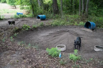 Two dogs pace on their chains at an alleged dogfighting property. Humane World for Animals assited South Carolina Law Enforcement Division rescues these dogs and another 28 from this property.