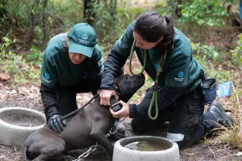 Two members of our Animal Rescue Team remove a collar on a black dog during a dogfighting rescue in South Carolina.
