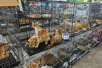 Rows of wire cages are stacked, each filled with multiple cats