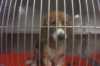 A beagle inside a metal cage