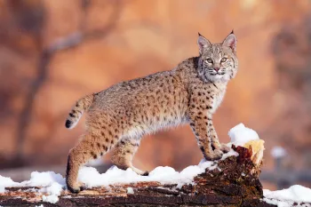 A bobcat standing on a snow-covered log