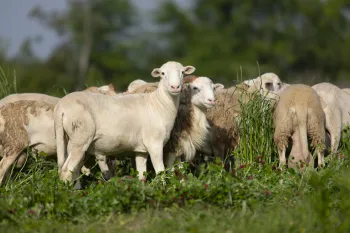 White Oak Pastures